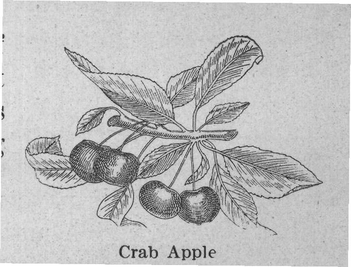 Crab Apple — plate from The Grocer's Encyclopedia (1911)
