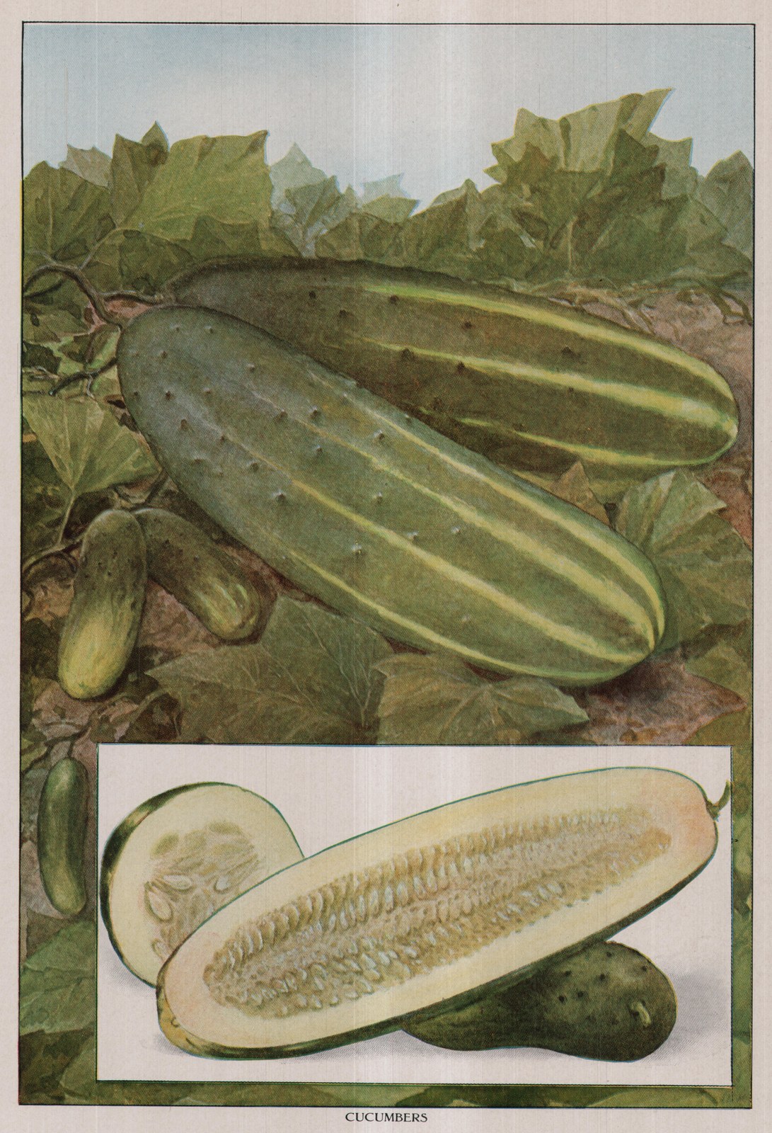 Cucumbers — plate from The Grocer's Encyclopedia (1911)