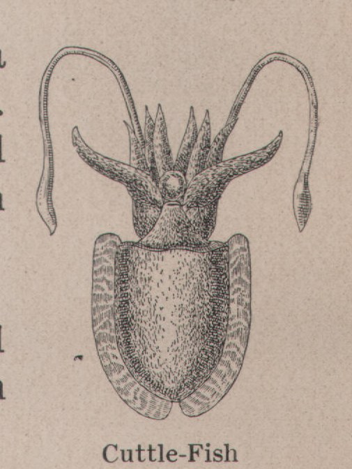 Cuttle-Fish — plate from The Grocer's Encyclopedia (1911)