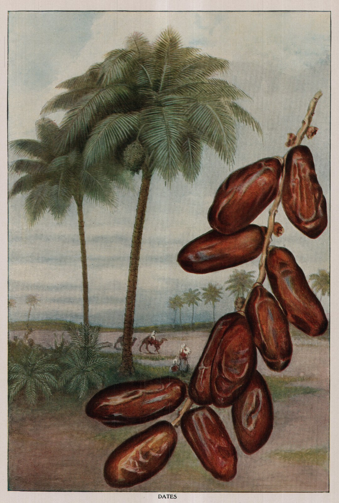 Dates — plate from The Grocer's Encyclopedia (1911)