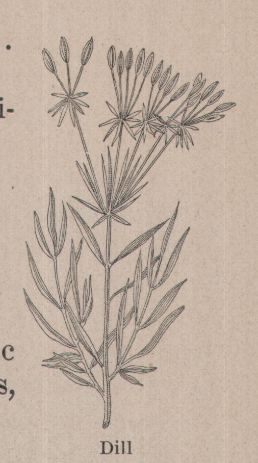 Dill — plate from The Grocer's Encyclopedia (1911)