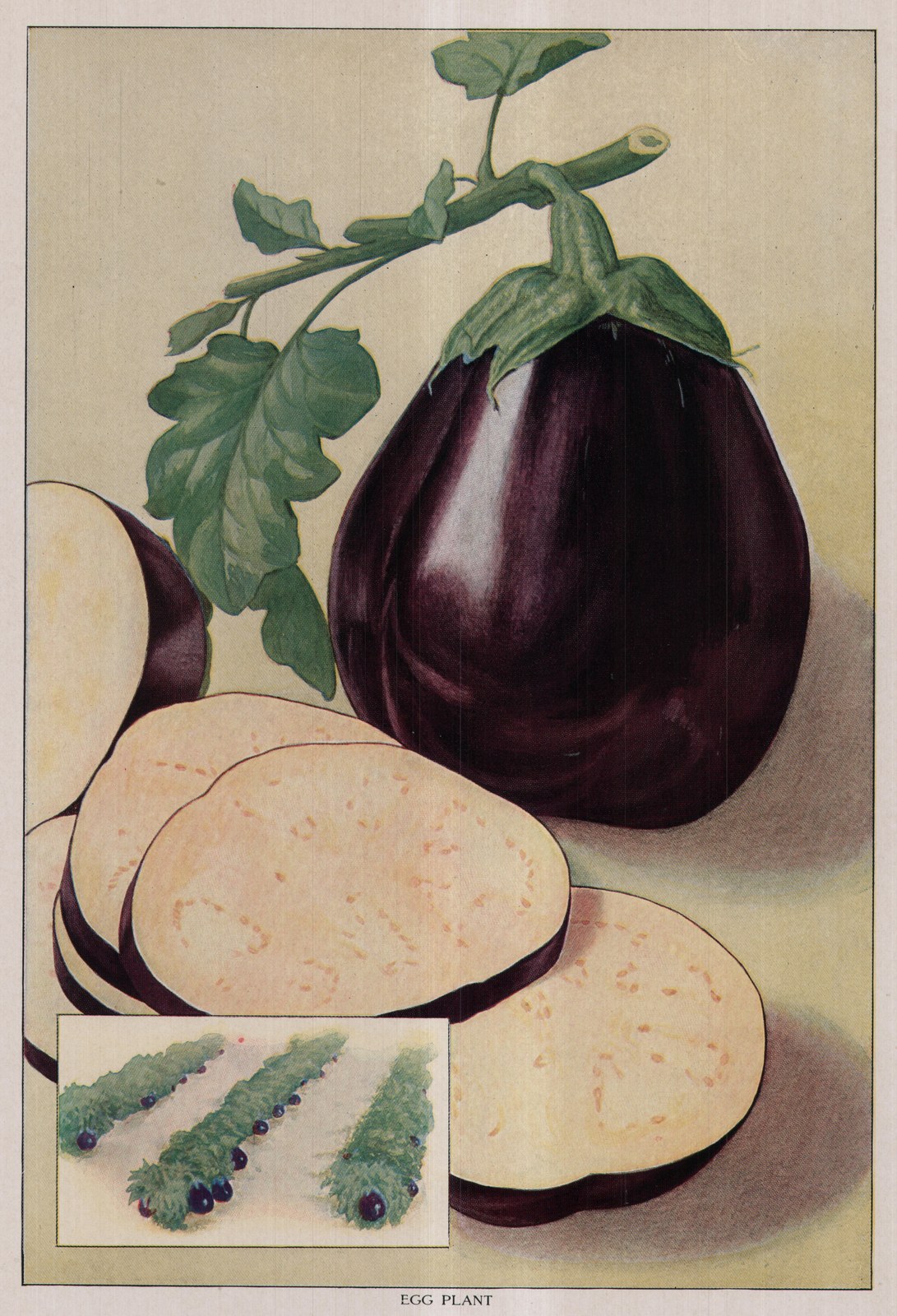 Egg Plant — plate from The Grocer's Encyclopedia (1911)