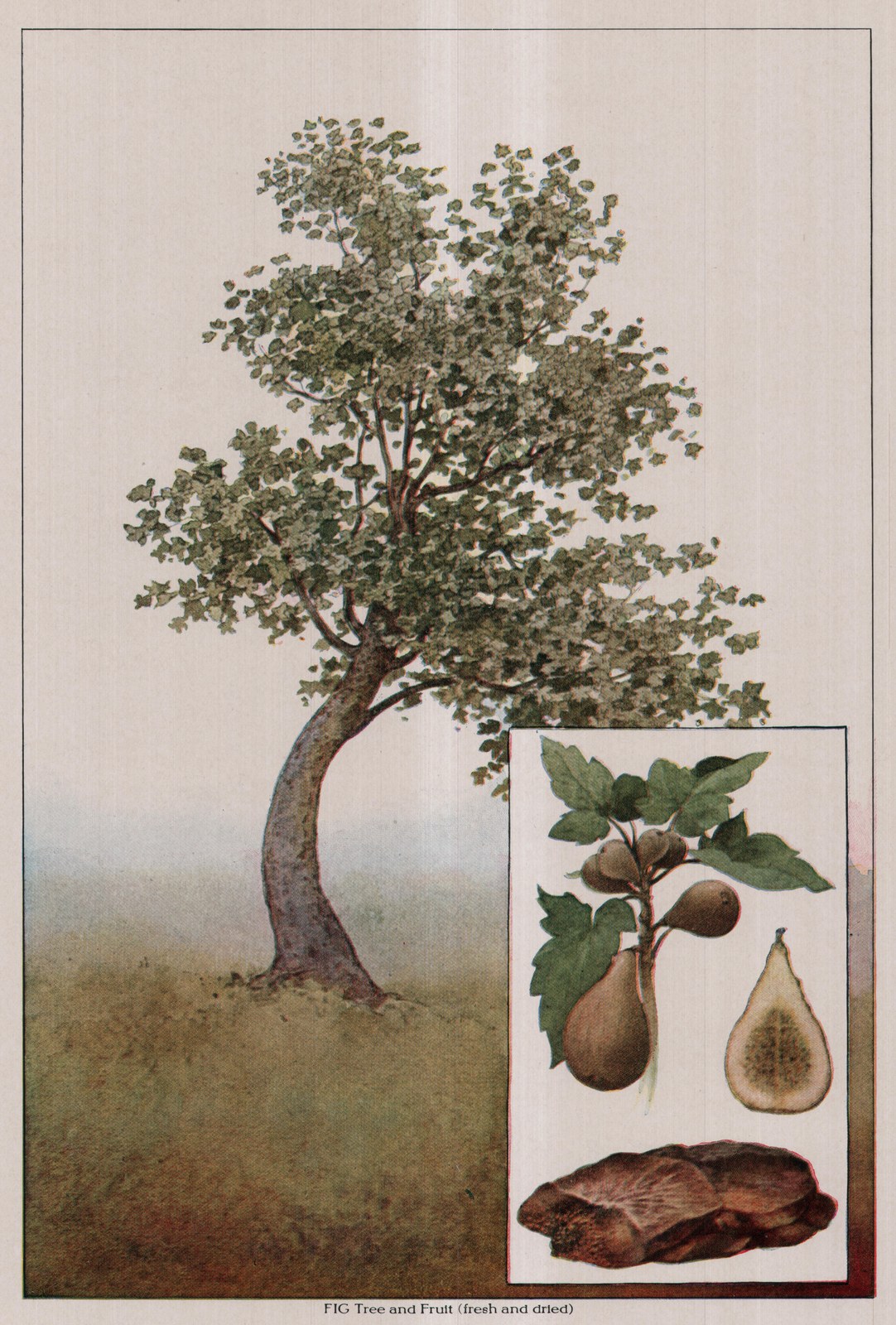 FIG Tree and Fruit (fresh and dried) — plate from The Grocer's Encyclopedia (1911)