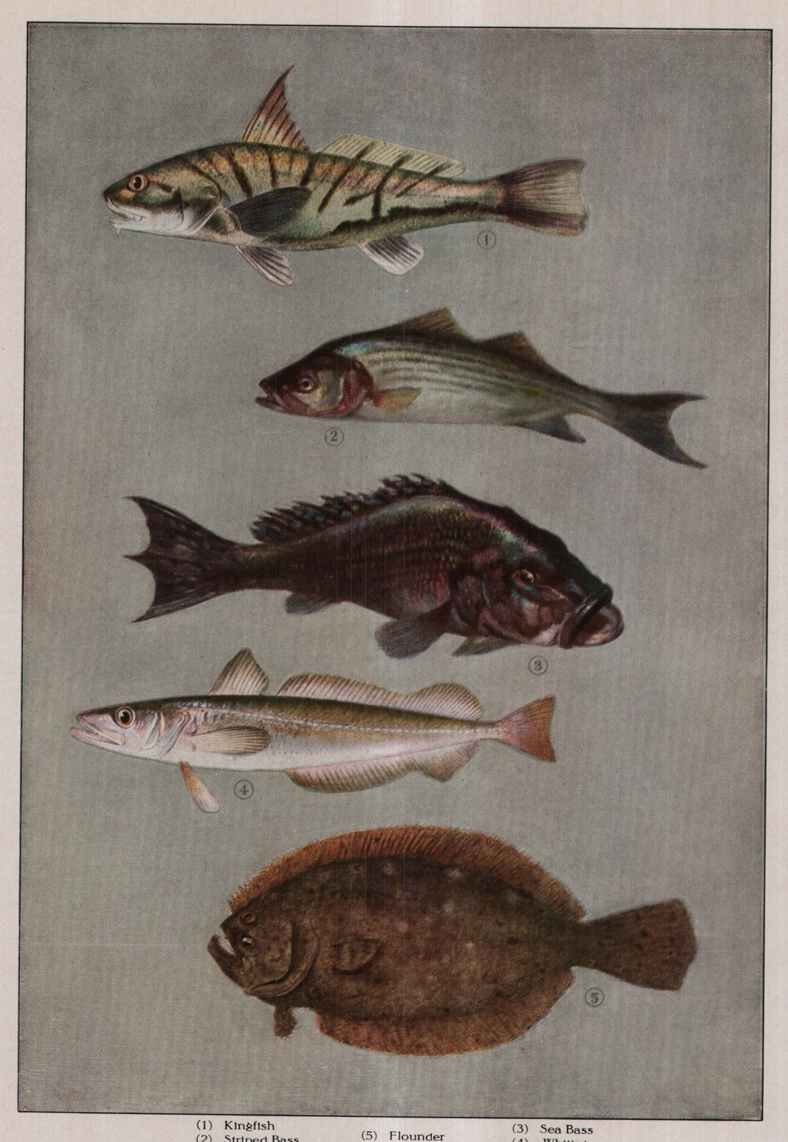 Kingfish — plate from The Grocer's Encyclopedia (1911)