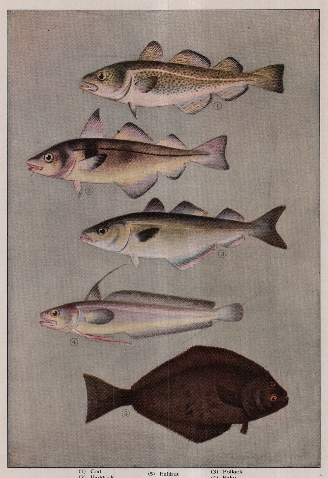 Cod — plate from The Grocer's Encyclopedia (1911)