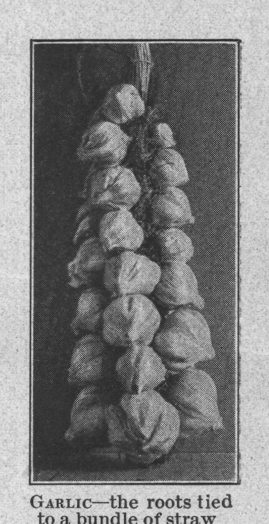 GARLIC-the roots tied — plate from The Grocer's Encyclopedia (1911)