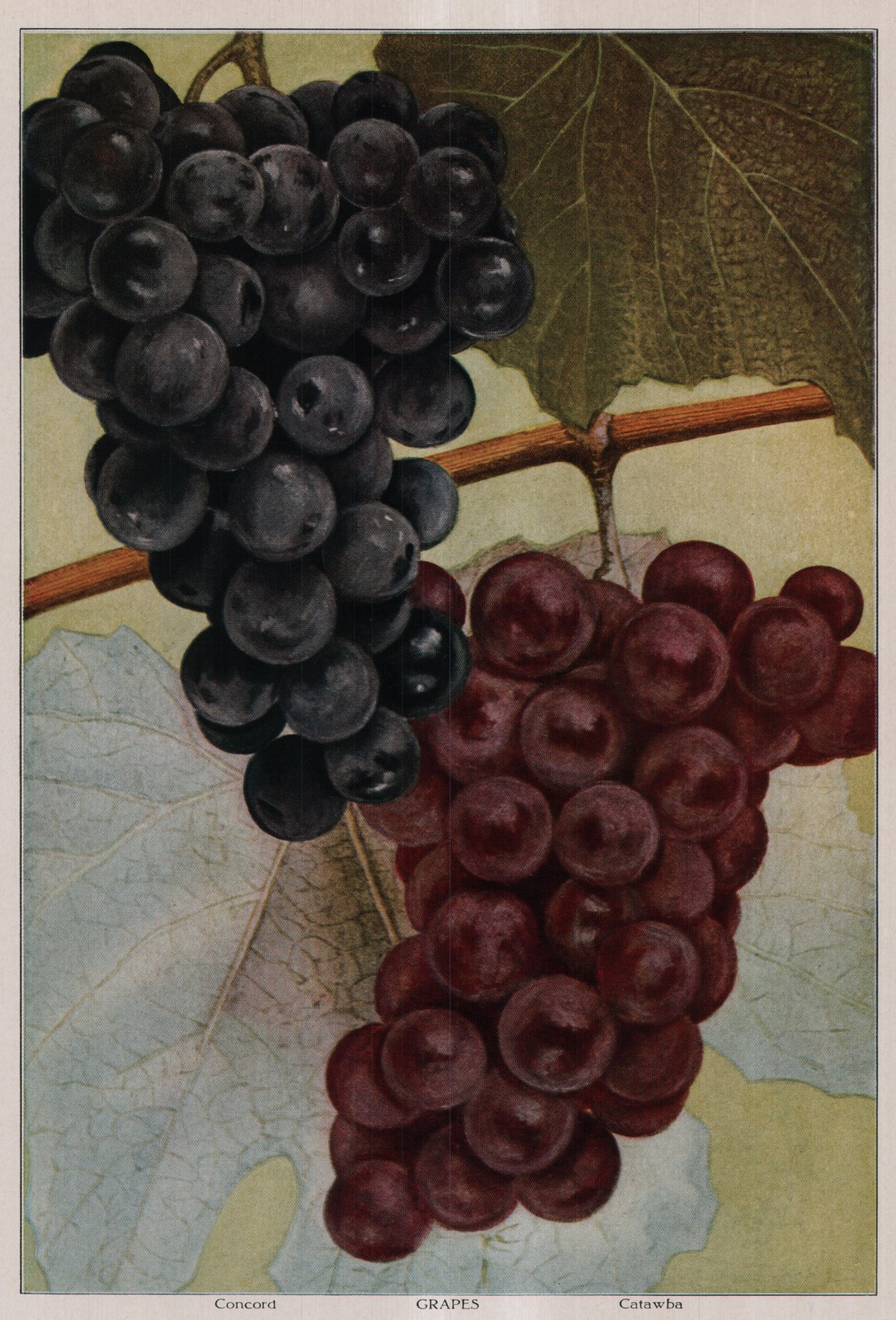 Catawba — plate from The Grocer's Encyclopedia (1911)
