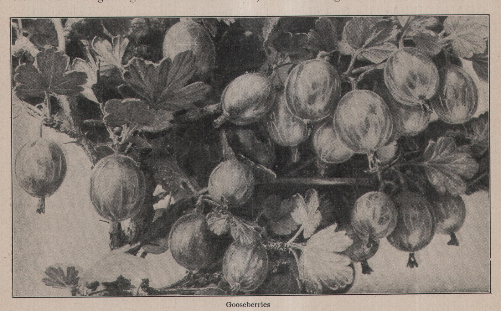 Gooseberries — plate from The Grocer's Encyclopedia (1911)