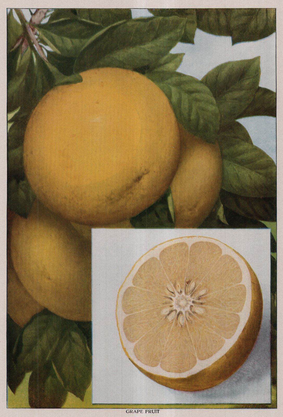 Grape Fruit — plate from The Grocer's Encyclopedia (1911)