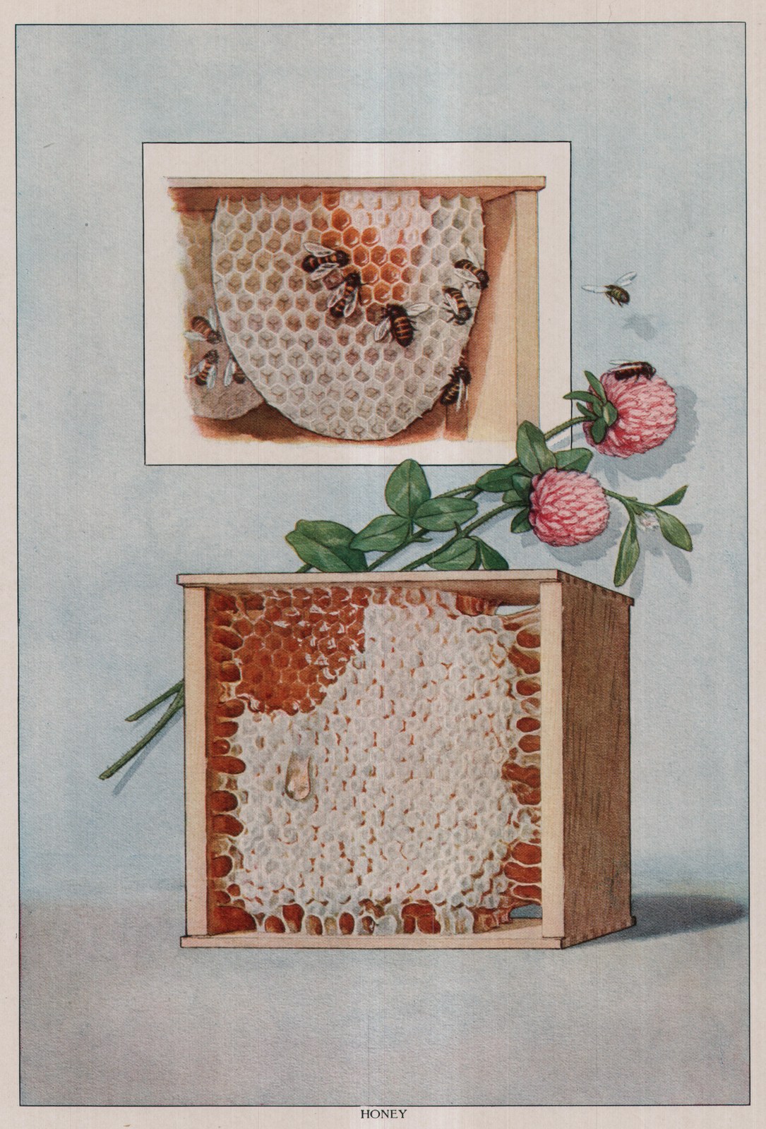Honey — plate from The Grocer's Encyclopedia (1911)