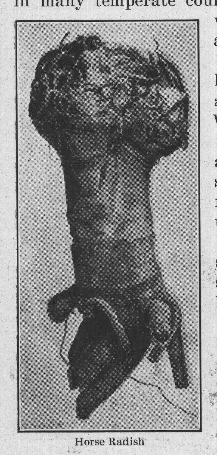 Horse Radish — plate from The Grocer's Encyclopedia (1911)