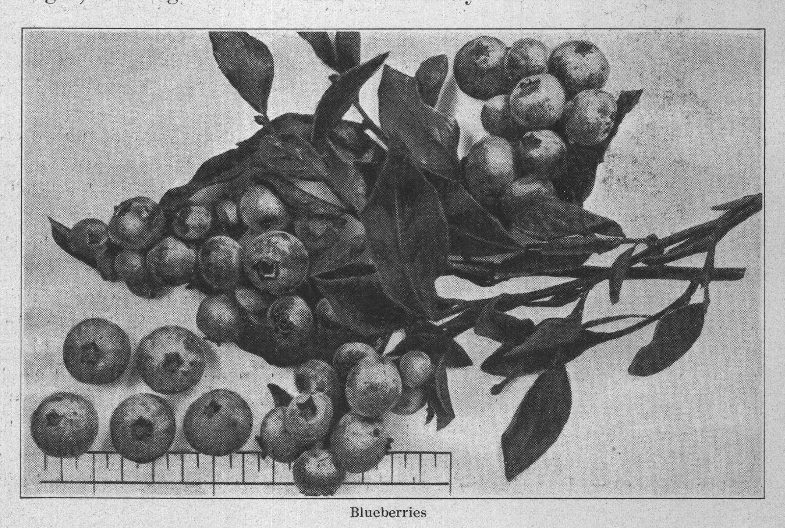 Blueberries — plate from The Grocer's Encyclopedia (1911)