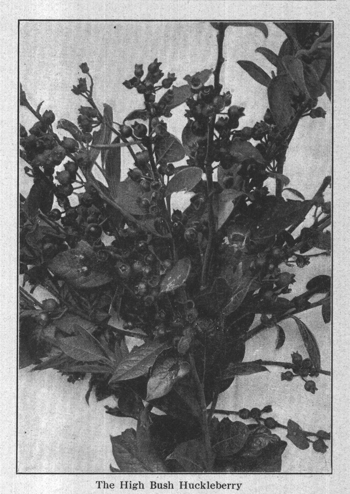 Huckleberry,