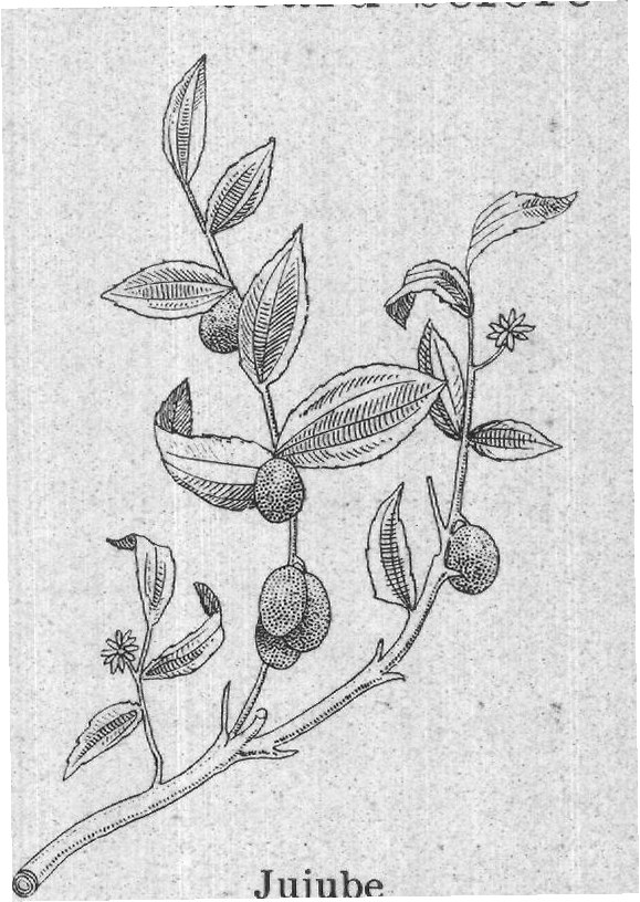 Jujube — plate from The Grocer's Encyclopedia (1911)