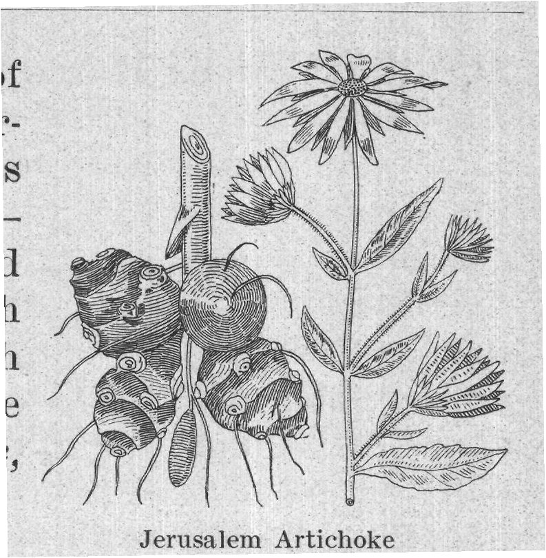 Jerusalem Artichoke — plate from The Grocer's Encyclopedia (1911)