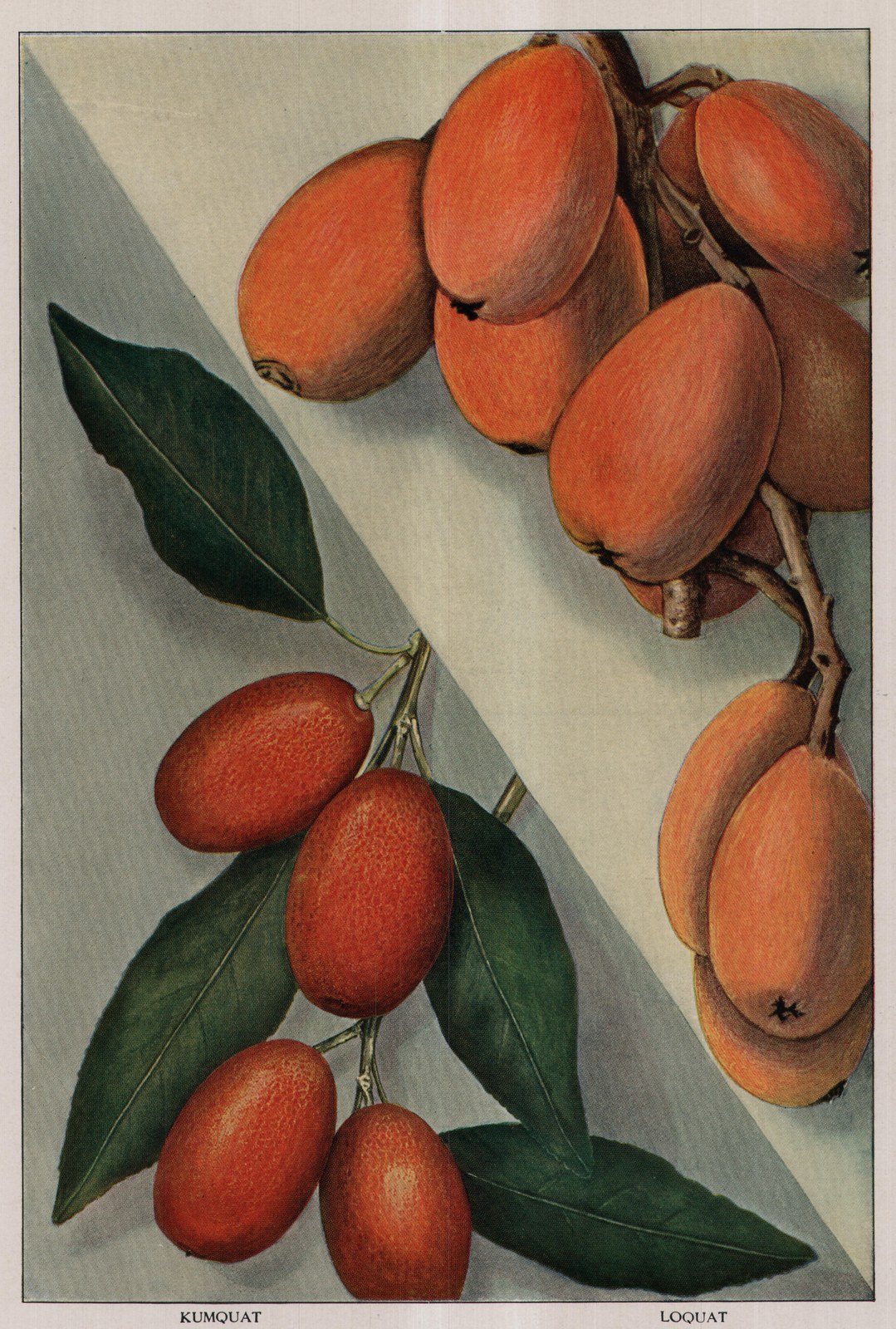 Loquat — plate from The Grocer's Encyclopedia (1911)