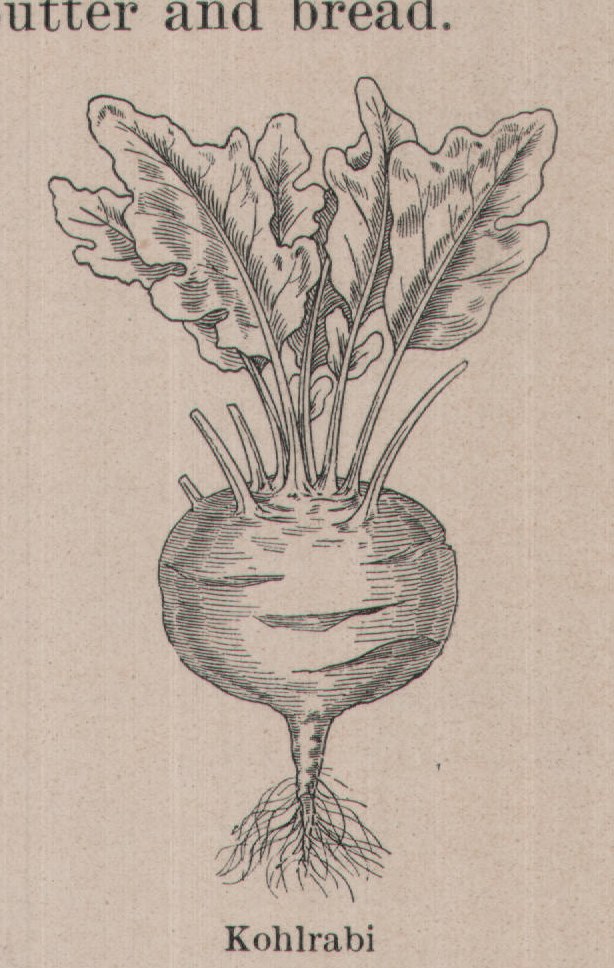 Kohlrabi — plate from The Grocer's Encyclopedia (1911)