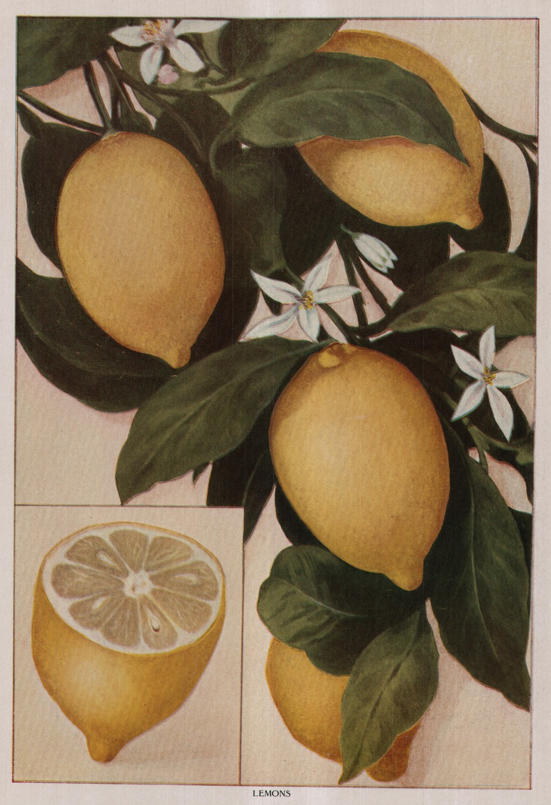 Lemons — plate from The Grocer's Encyclopedia (1911)