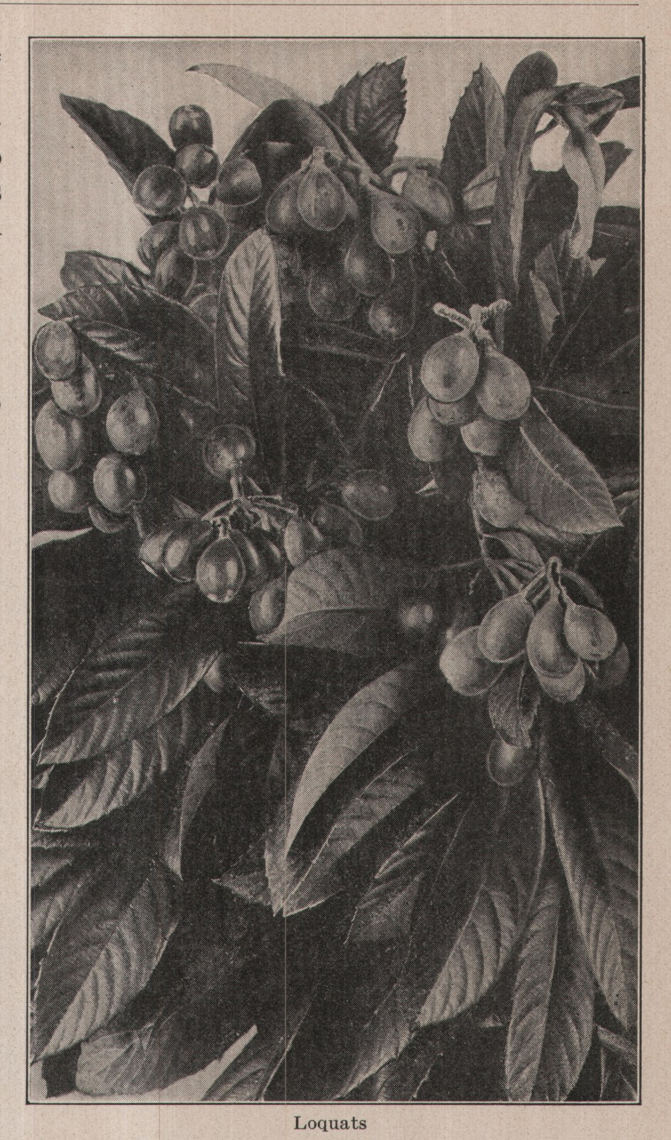 Loquats — plate from The Grocer's Encyclopedia (1911)