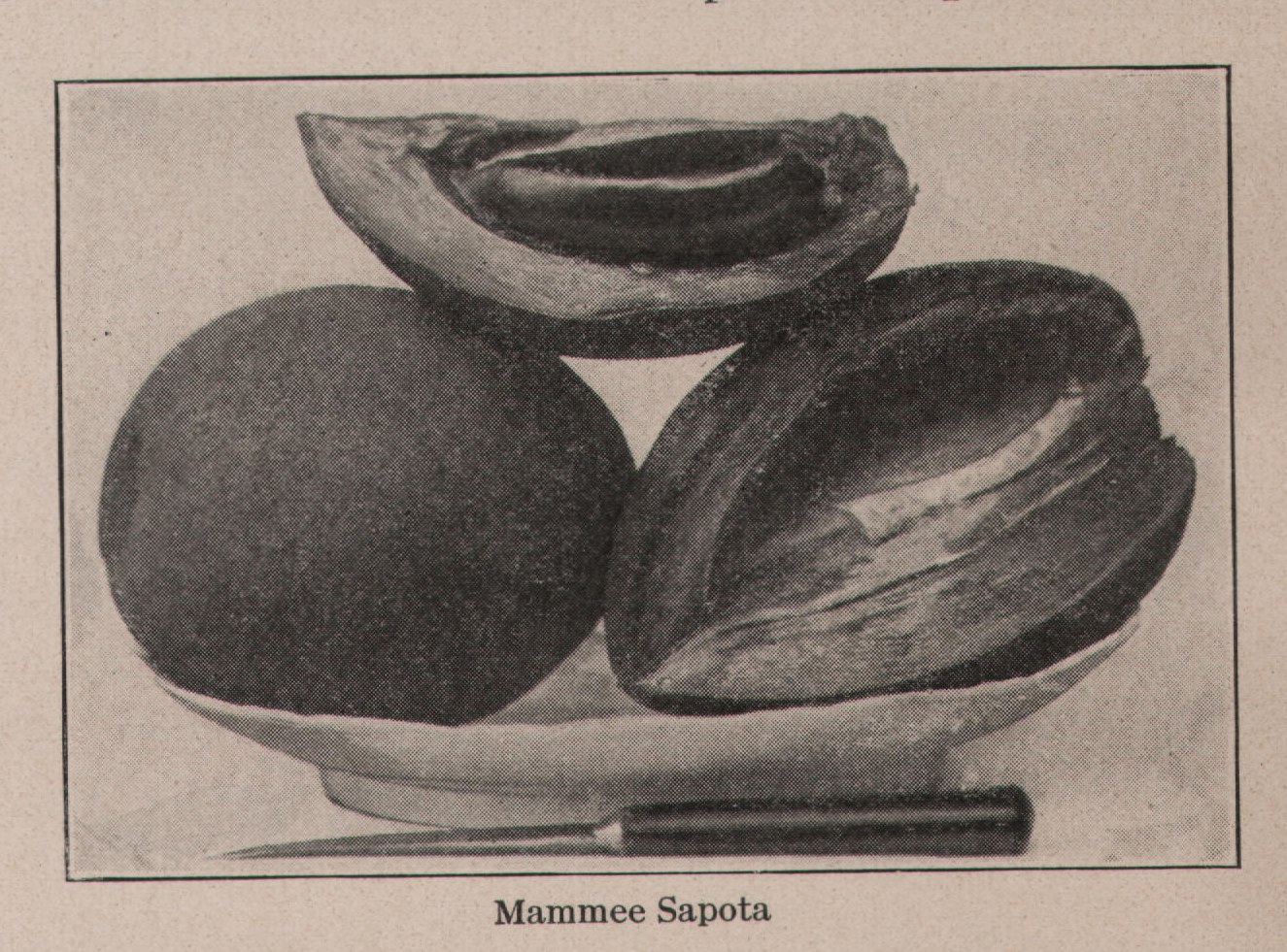 Mammee Sapota — plate from The Grocer's Encyclopedia (1911)