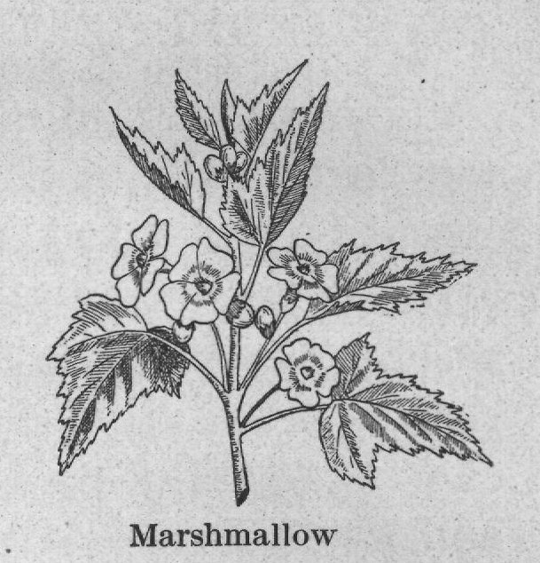 Marshmallow — plate from The Grocer's Encyclopedia (1911)