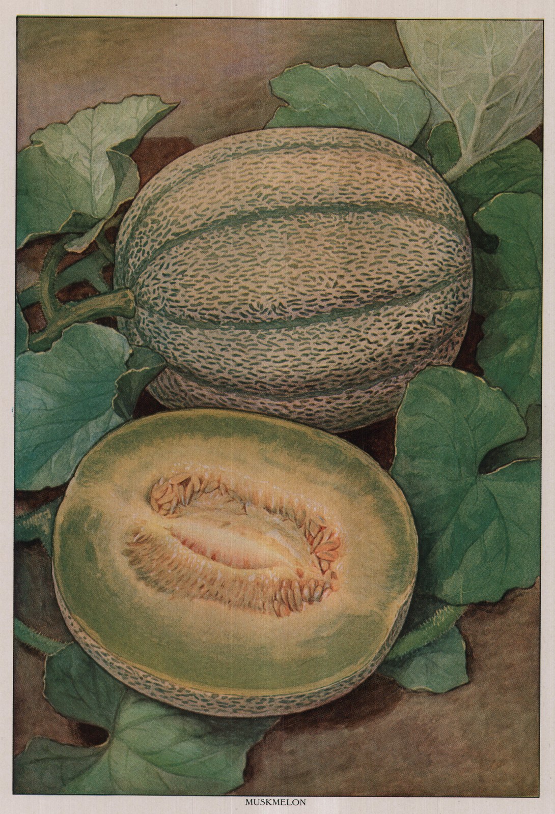 Muskmelon — color plate from the 1911 edition