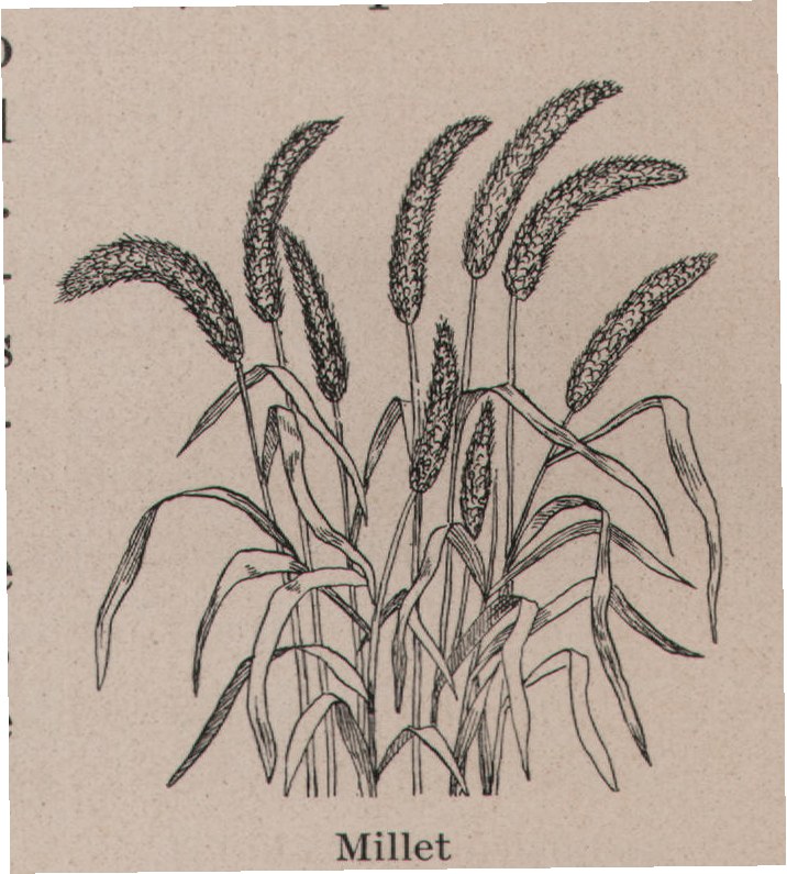 Millet — plate from The Grocer's Encyclopedia (1911)