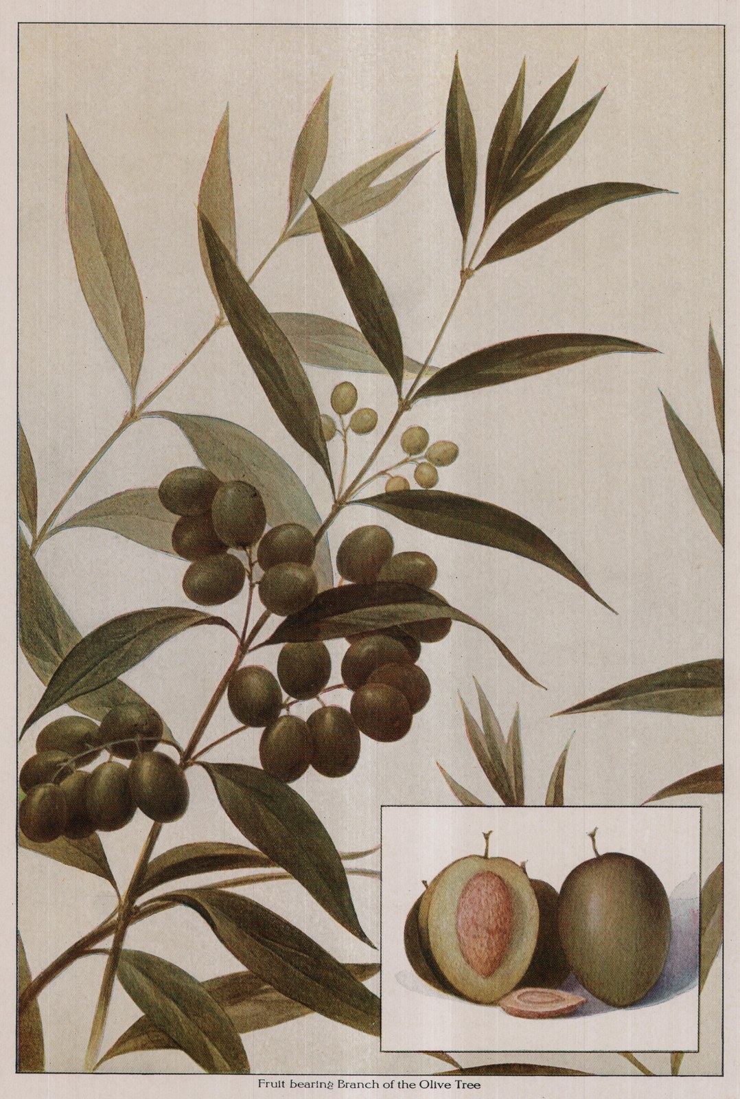 Fruit bearing Branch of the Olive Tree — plate from The Grocer's Encyclopedia (1911)