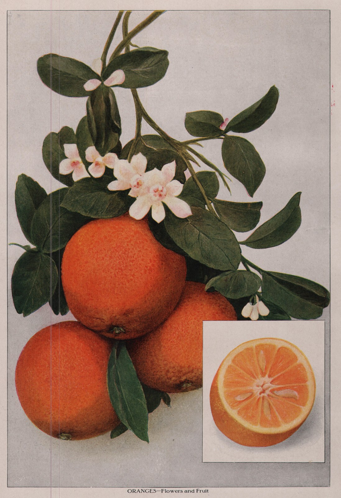 ORANGES-Flowers and Fruit — plate from The Grocer's Encyclopedia (1911)