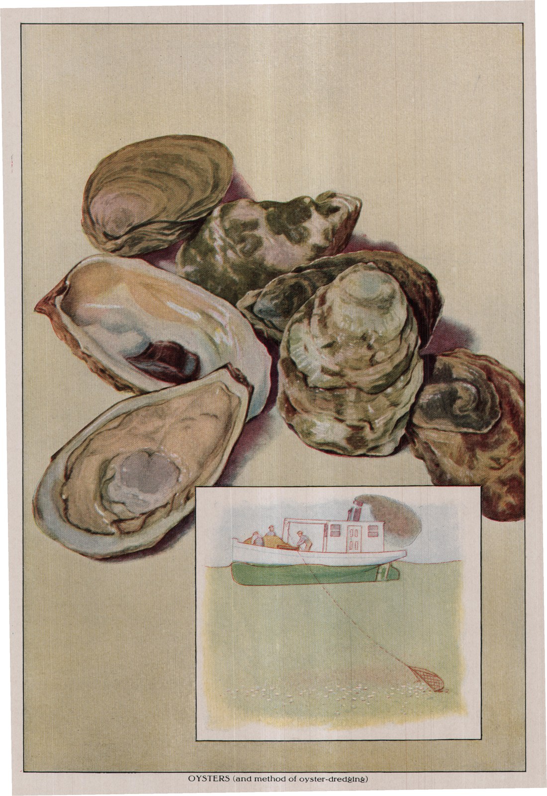 OYSTERS (and method of oyster-dredging) — plate from The Grocer's Encyclopedia (1911)