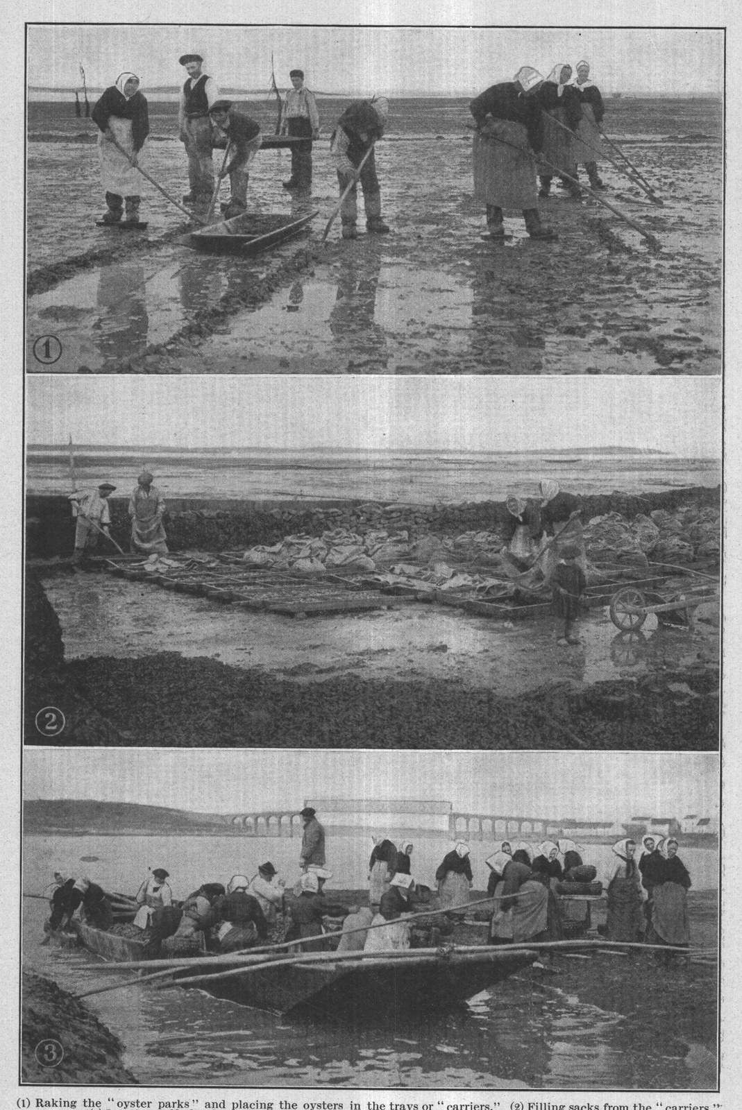 The Oyster Industry At Locmariaquer And La Trinité-Sur-Mer, France — plate from The Grocer's Encyclopedia (1911)