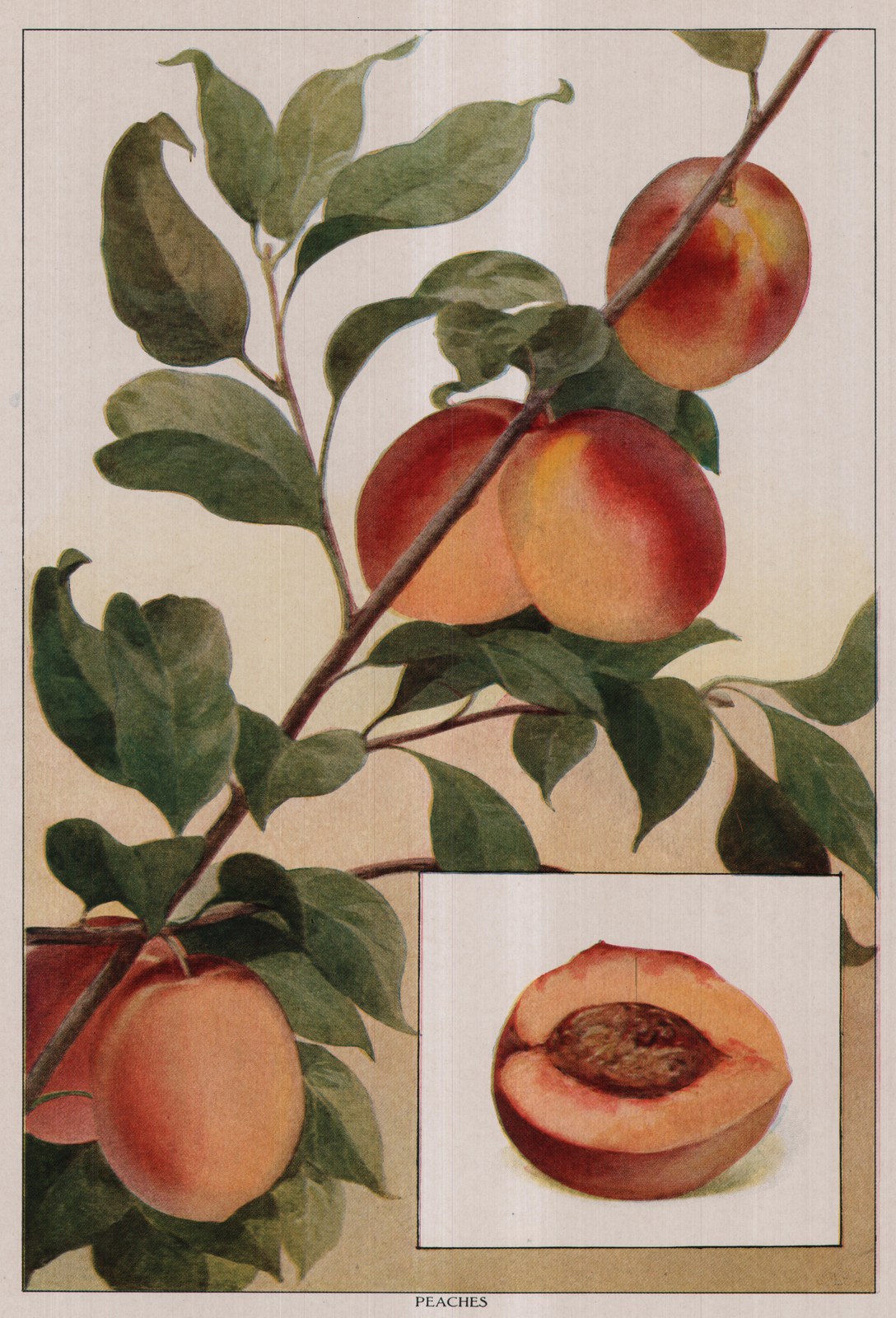 Peaches — color plate from the 1911 edition