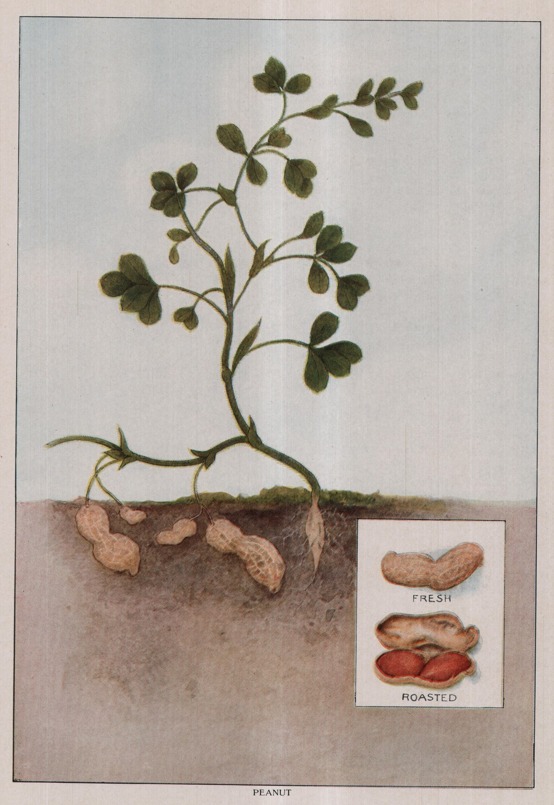 Peanut — plate from The Grocer's Encyclopedia (1911)