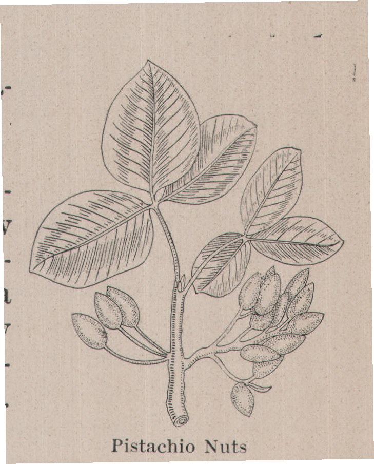 Pistachio Nuts — plate from The Grocer's Encyclopedia (1911)