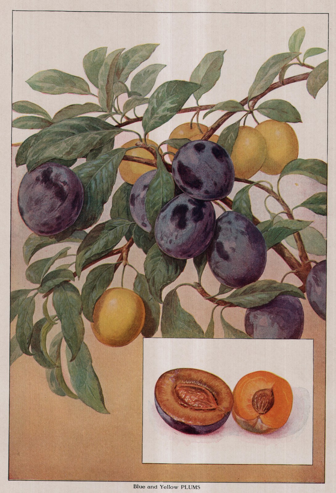 Blue and Yellow PLUMS — plate from The Grocer's Encyclopedia (1911)