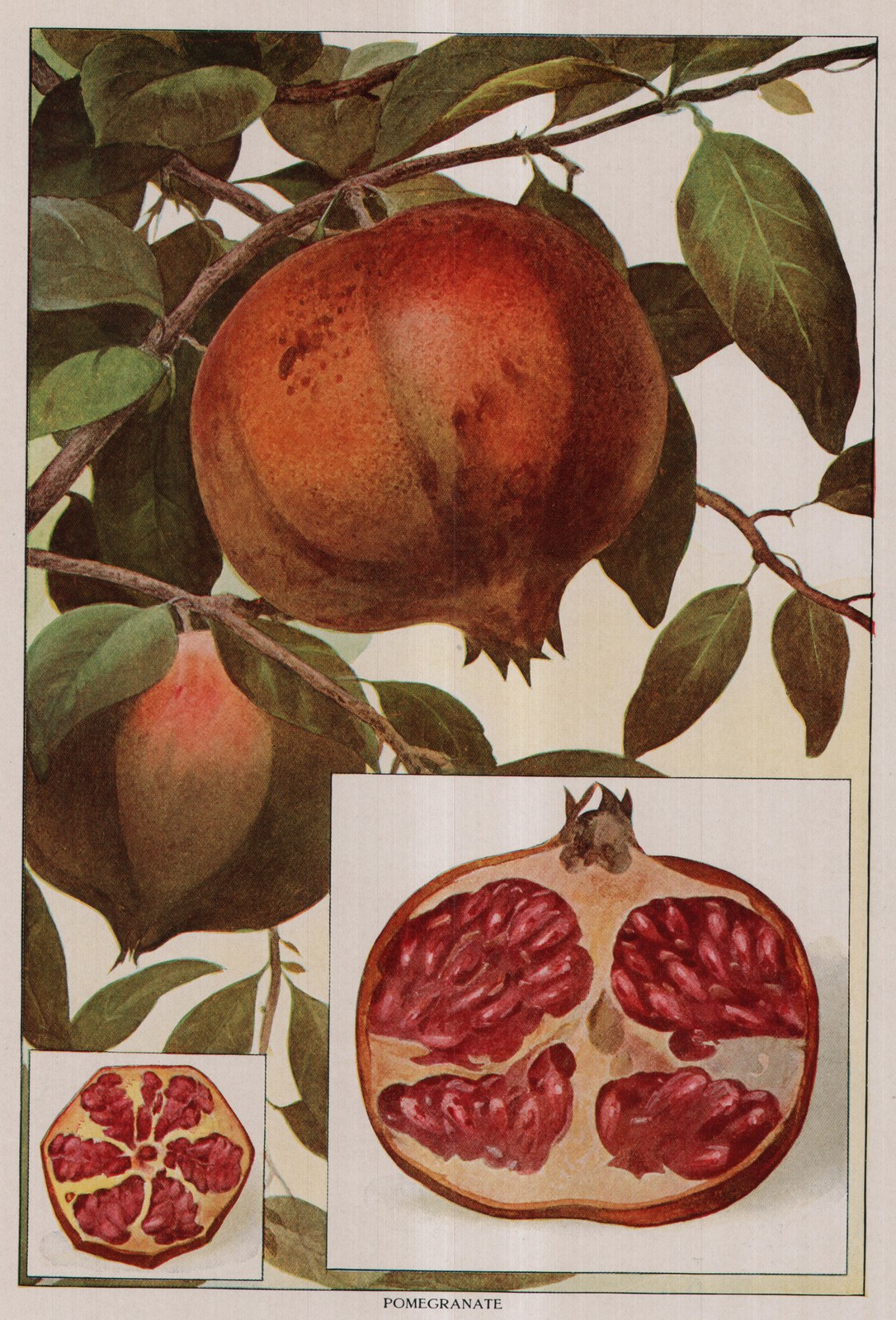 Pomegranate — color plate from the 1911 edition