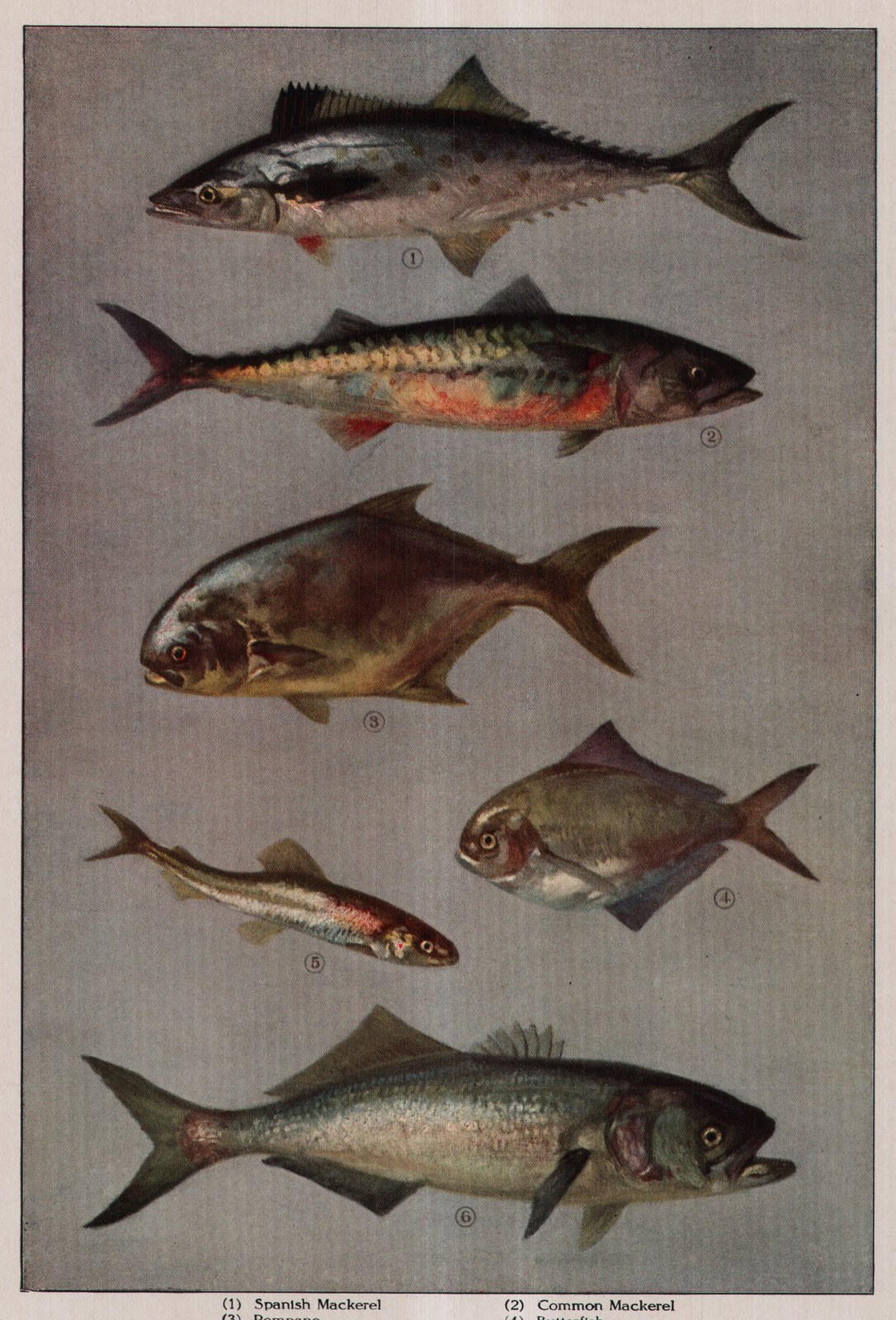 Spanish Mackerel — plate from The Grocer's Encyclopedia (1911)