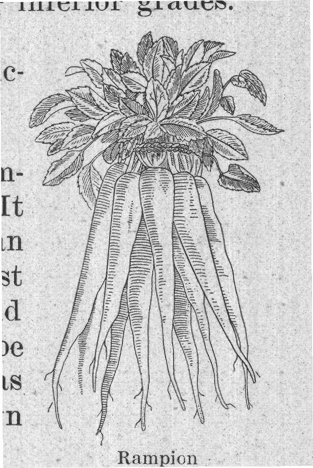 Rampion — plate from The Grocer's Encyclopedia (1911)