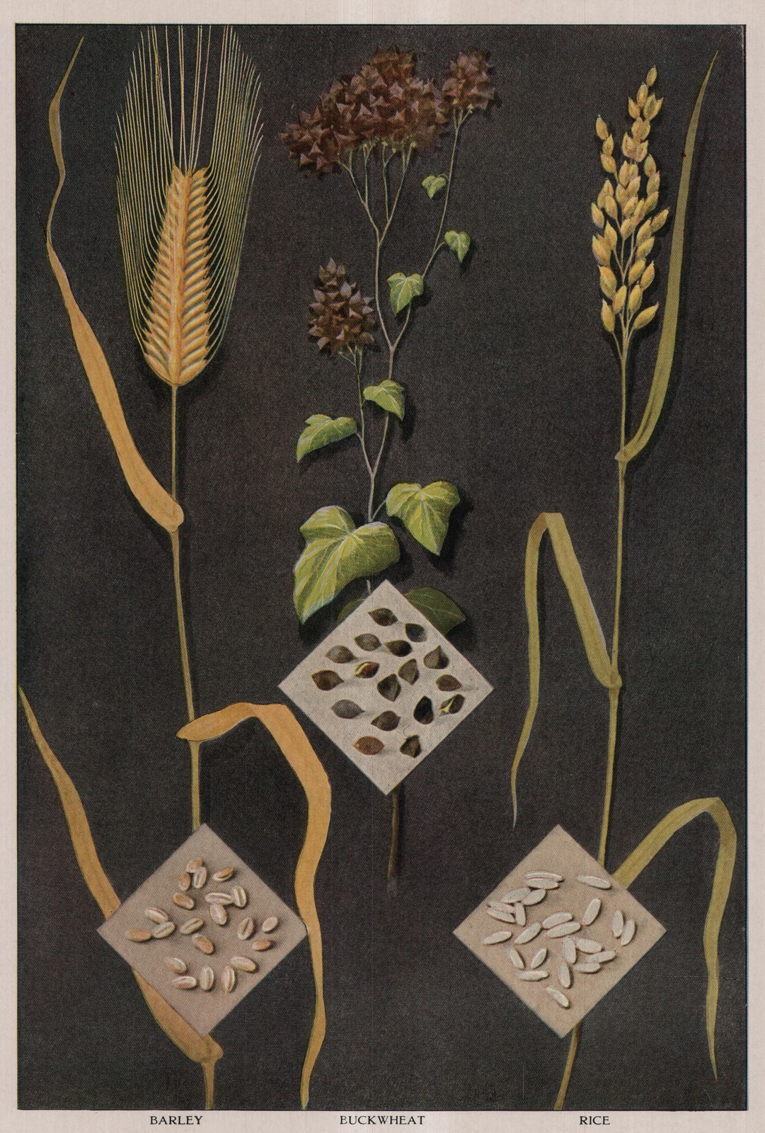 Buckwheat — plate from The Grocer's Encyclopedia (1911)