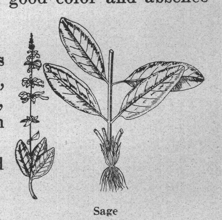 Sage — plate from The Grocer's Encyclopedia (1911)