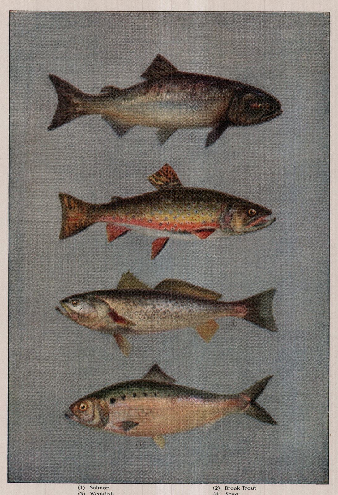 Salmon — plate from The Grocer's Encyclopedia (1911)