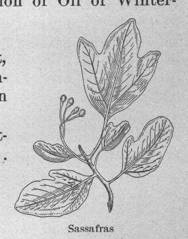 Sassafras — plate from The Grocer's Encyclopedia (1911)