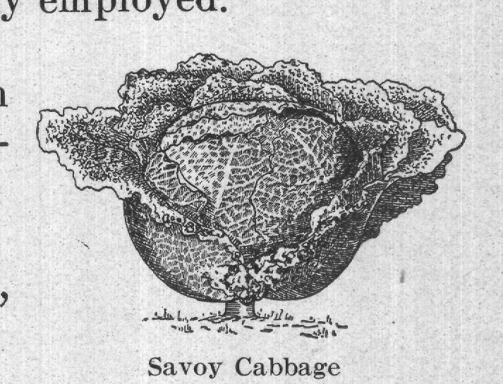 Savoy Cabbage — plate from The Grocer's Encyclopedia (1911)