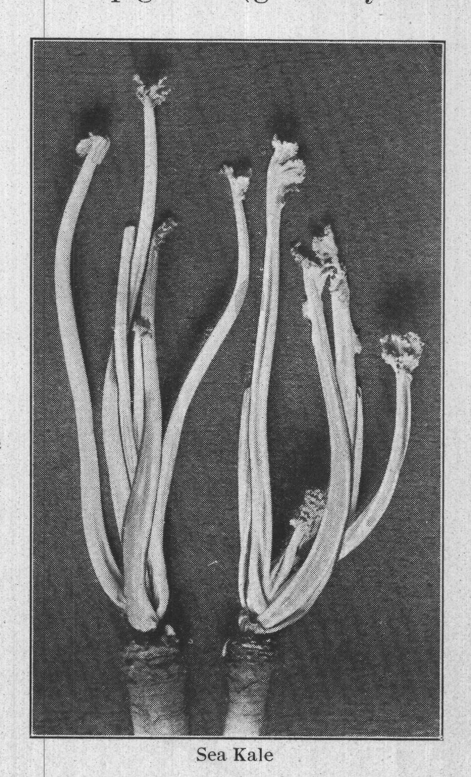 Sea Kale — plate from The Grocer's Encyclopedia (1911)