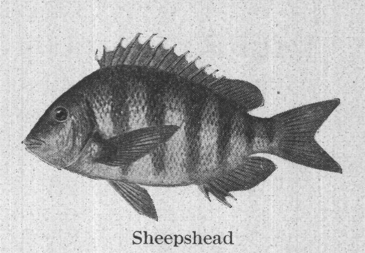 Sheepshead — plate from The Grocer's Encyclopedia (1911)