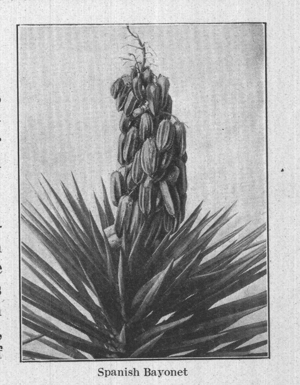 Spanish Bayonet — plate from The Grocer's Encyclopedia (1911)