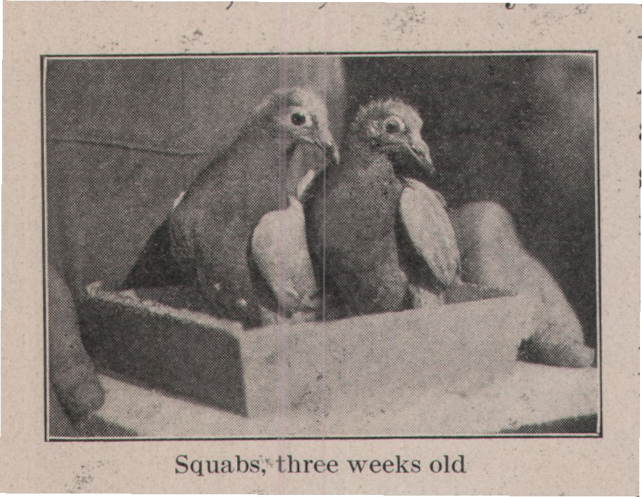 Squabs, three weeks old — plate from The Grocer's Encyclopedia (1911)
