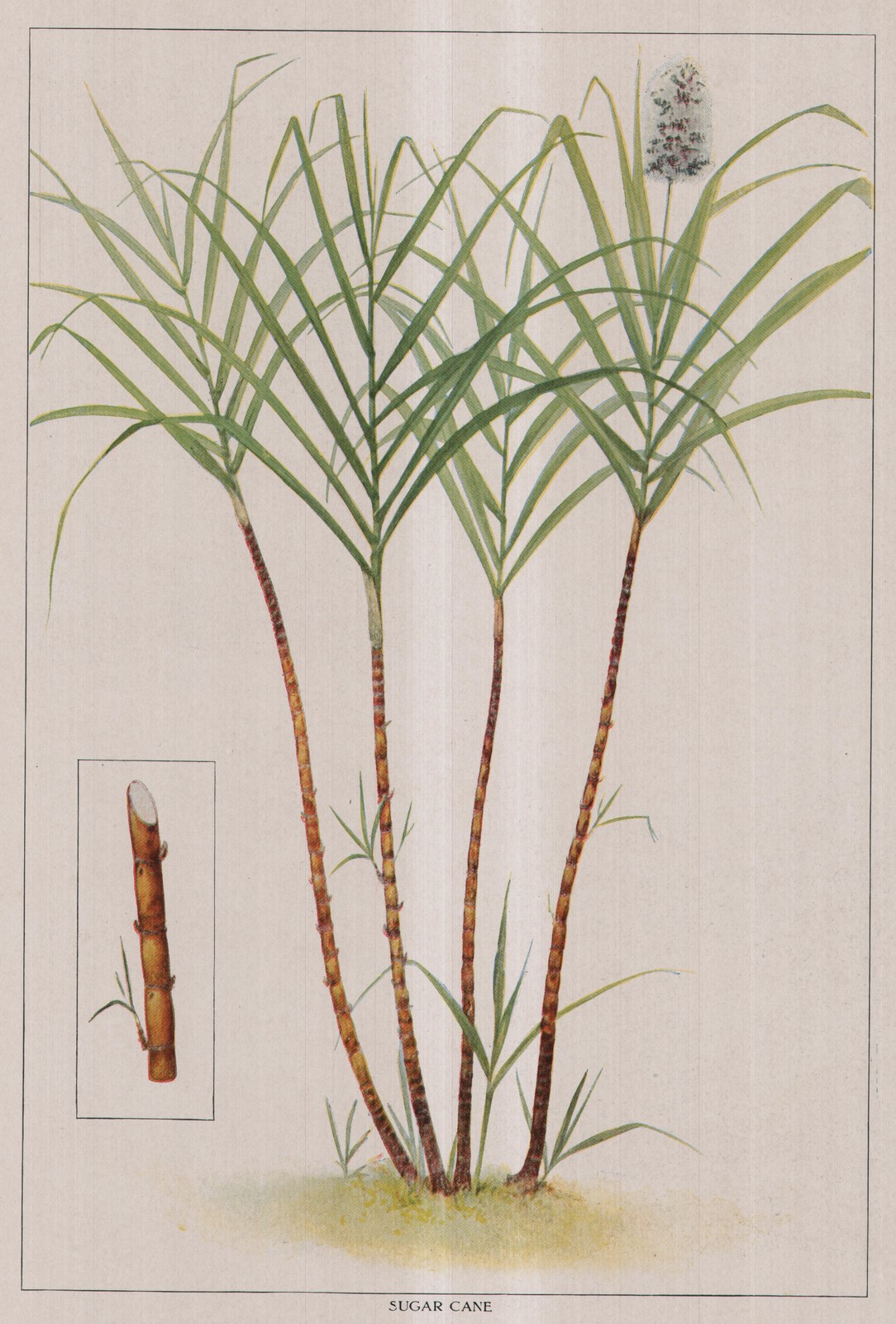 Sugar Cane — plate from The Grocer's Encyclopedia (1911)