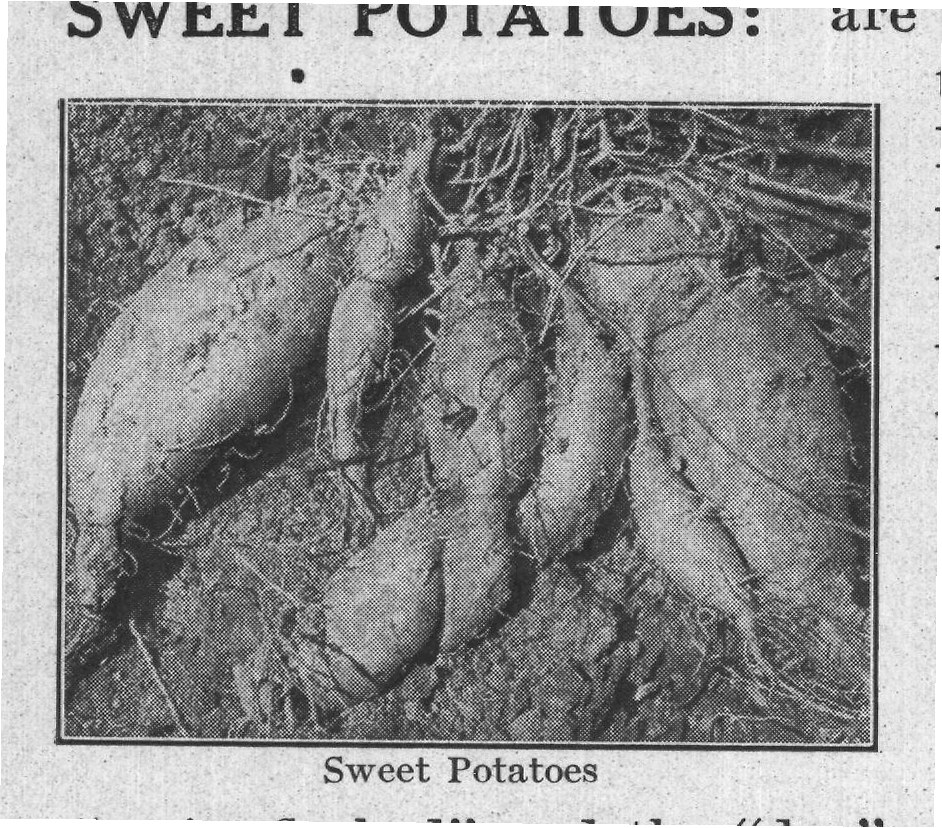 Sweet Potatoes — plate from The Grocer's Encyclopedia (1911)