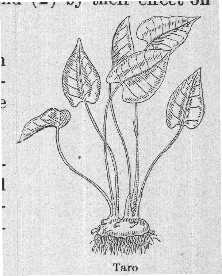 Taro — plate from The Grocer's Encyclopedia (1911)